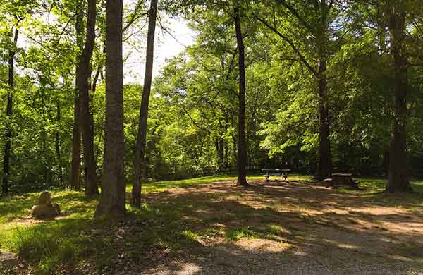 camping-OAR-forest-view