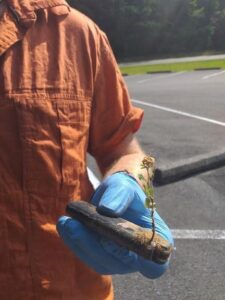 cleaning the Ocoee